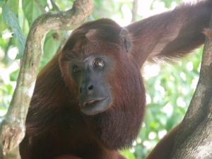 A howler monkey hanging out.