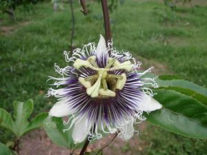 The well-named passion flower